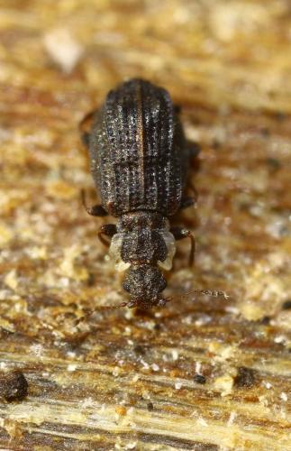 Cartodere nodifer